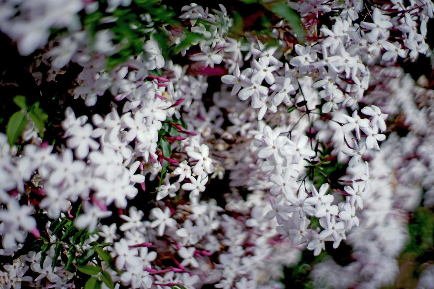 Imagen de primer plano de flores de jazmín blanco en flor, que muestra delicados pétalos y exuberantes hojas verdes, creando un fondo denso y floral impregnado de aceites esenciales.