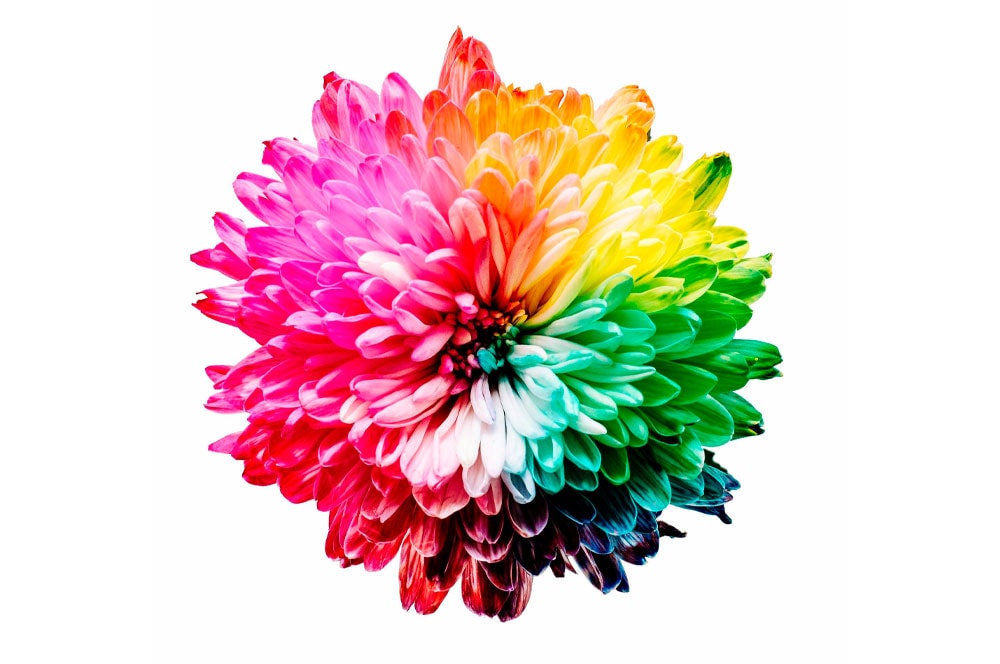 Una flor de crisantemo vibrante y multicolor con pétalos dispuestos en un patrón radial. Los pétalos cambian de varios colores, incluidos rosa, rojo, naranja, amarillo, verde, azul y morado, cada uno de los cuales refleja la energía de diferentes chakras, creando un efecto de arco iris sobre un fondo blanco liso.