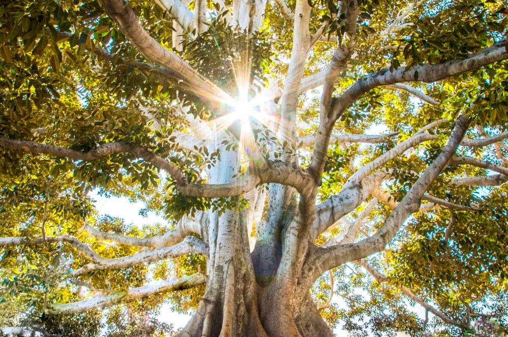 Un gran árbol con ramas gruesas y exuberantes hojas verdes se muestra desde un ángulo bajo, mirando hacia arriba. La luz del sol se filtra a través de las hojas, creando un efecto de rayo de sol brillante. Las intrincadas ramas del árbol se extienden ampliamente, exudando un aura de energía y promoviendo una sensación de bienestar.