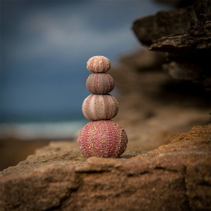 Una pila de cuatro conchas de erizo de mar, ordenadas de mayor a menor, se encuentra en equilibrio sobre una superficie rocosa con el océano y el cielo difuminados en el fondo. Las conchas varían de color, desde el rosa hasta el gris claro, creando una escultura armoniosa y natural, un antídoto sereno contra el síndrome de tristeza posvacacional.